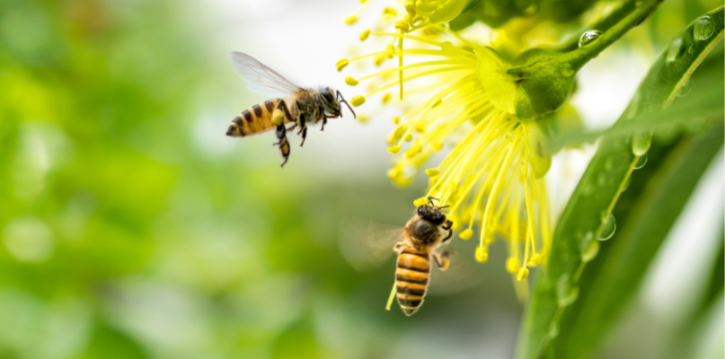 Attirer et protéger les pollinisate