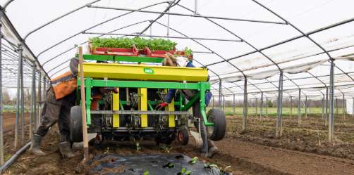 Les cultures de printemps. plantation