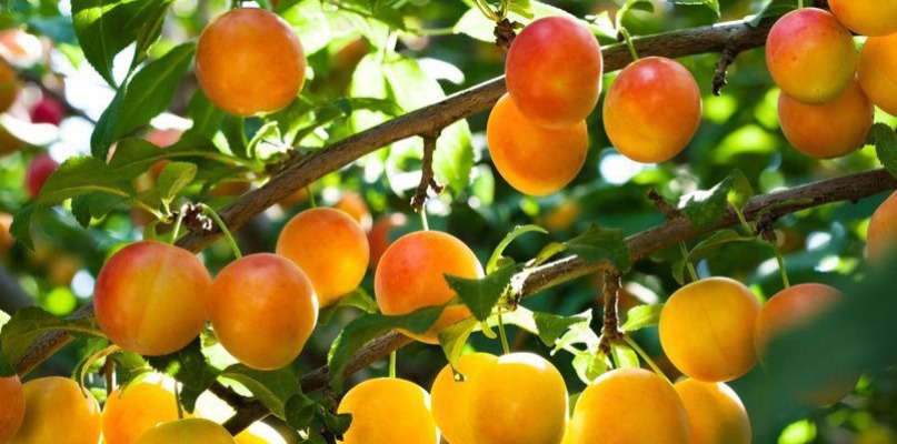 prunes