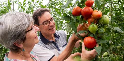 tomates