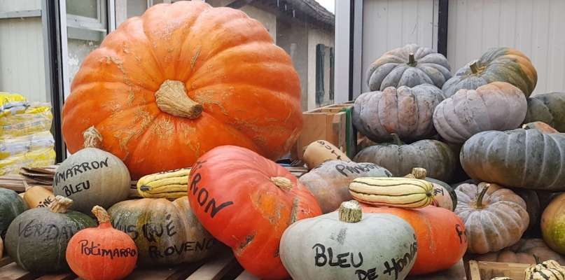courges