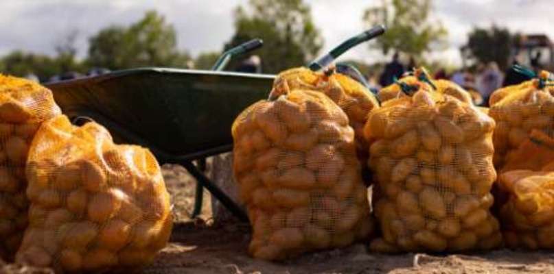 Ramassez vous même les pommes de terre fraichement sortie de terre !