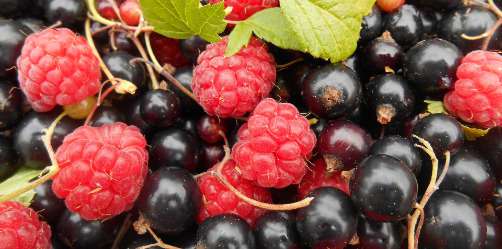 cassis framboises