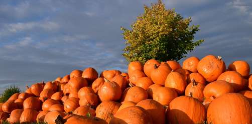 citrouilles