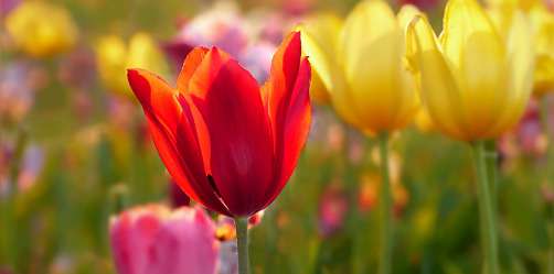 tulipe