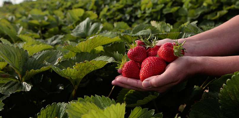 La fête de la fraise poignée de fraises en plein champ